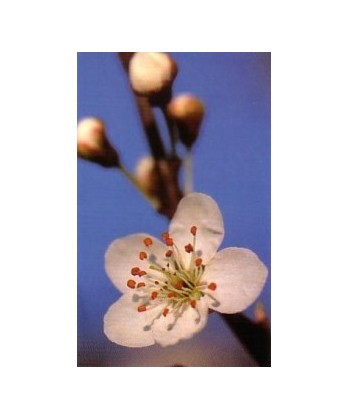 CHERRY PLUM -  ESENCIA FLORAL BACH/KORTE 15 ml.