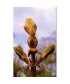 CHESTNUT BUD -  ESENCIA FLORAL BACH/KORTE 15 ml.