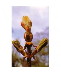 CHESTNUT BUD -  ESENCIA FLORAL BACH/KORTE 15 ml.