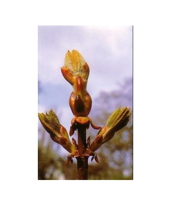 CHESTNUT BUD -  ESENCIA FLORAL BACH/KORTE 15 ml.