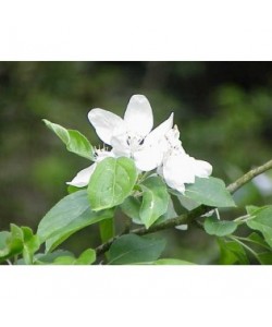 CRAB APPLE -  ESENCIA FLORAL BACH/KORTE 15 ml.