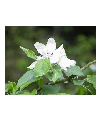 CRAB APPLE -  ESENCIA FLORAL BACH/KORTE 15 ml.