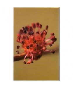 ELM -  ESENCIA FLORAL BACH/KORTE 15 ml.