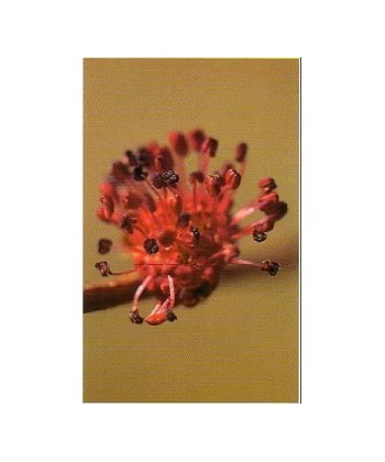 ELM -  ESENCIA FLORAL BACH/KORTE 15 ml.