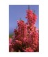 HEATHER -  ESENCIA FLORAL BACH/KORTE 15 ml.
