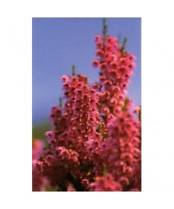 HEATHER -  ESENCIA FLORAL BACH/KORTE 15 ml.