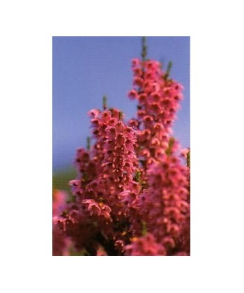 HEATHER -  ESENCIA FLORAL BACH/KORTE 15 ml.