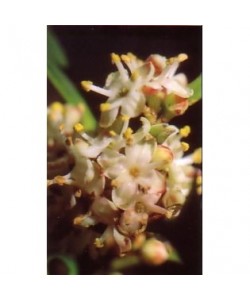 HOLLY -  ESENCIA FLORAL BACH/KORTE 15 ml.