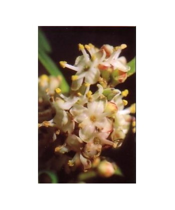 HOLLY -  ESENCIA FLORAL BACH/KORTE 15 ml.