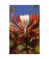 HONEYSUCKLE -  ESENCIA FLORAL BACH/KORTE 15 ml.