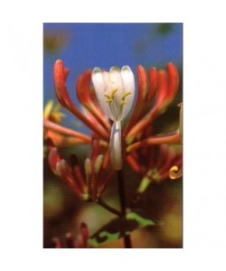 HONEYSUCKLE -  ESENCIA FLORAL BACH/KORTE 15 ml.