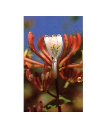 HONEYSUCKLE -  ESENCIA FLORAL BACH/KORTE 15 ml.