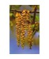 HORNBEAN -  ESENCIA FLORAL BACH/KORTE 15 ml.
