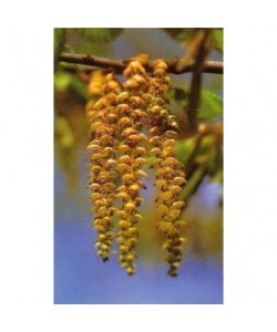 HORNBEAN -  ESENCIA FLORAL BACH/KORTE 15 ml.