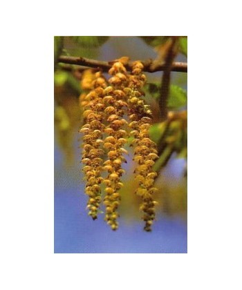 HORNBEAN -  ESENCIA FLORAL BACH/KORTE 15 ml.