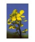 MUSTARD -  ESENCIA FLORAL BACH/KORTE 15 ml.
