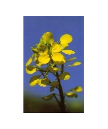 MUSTARD -  ESENCIA FLORAL BACH/KORTE 15 ml.