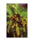 OAK -  ESENCIA FLORAL BACH/KORTE 15 ml.