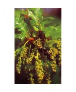 OAK -  ESENCIA FLORAL BACH/KORTE 15 ml.