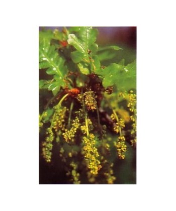 OAK -  ESENCIA FLORAL BACH/KORTE 15 ml.