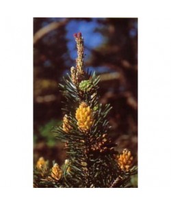 PINE -  ESENCIA FLORAL BACH/KORTE 15 ml.