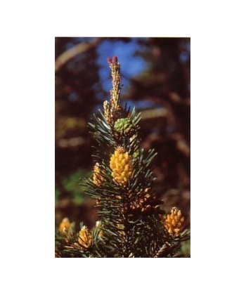 PINE -  ESENCIA FLORAL BACH/KORTE 15 ml.