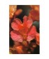 RED CHESTNUT -  ESENCIA FLORAL BACH/KORTE 15 ml.