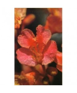 RED CHESTNUT -  ESENCIA FLORAL BACH/KORTE 15 ml.