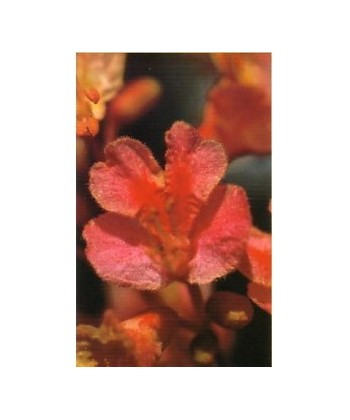 RED CHESTNUT -  ESENCIA FLORAL BACH/KORTE 15 ml.