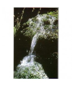 ROCK WATER -  ESENCIA FLORAL BACH/KORTE 15 ml.