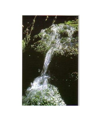 ROCK WATER -  ESENCIA FLORAL BACH/KORTE 15 ml.
