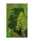 VINE VID -  ESENCIA FLORAL BACH/KORTE 15 ml.