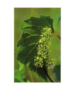 VINE VID -  ESENCIA FLORAL BACH/KORTE 15 ml.