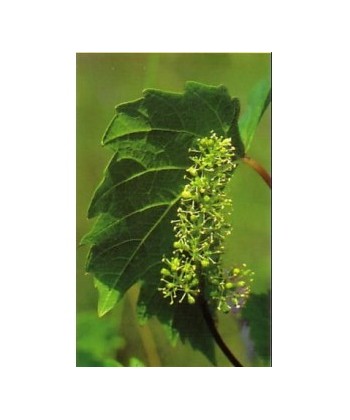 VINE VID -  ESENCIA FLORAL BACH/KORTE 15 ml.