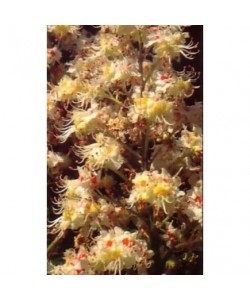 WHITE CHESNUT -  ESENCIA FLORAL BACH/KORTE 15 ml.