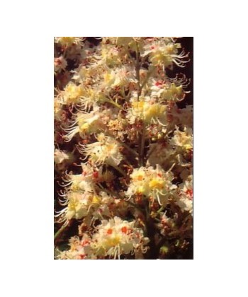 WHITE CHESNUT -  ESENCIA FLORAL BACH/KORTE 15 ml.