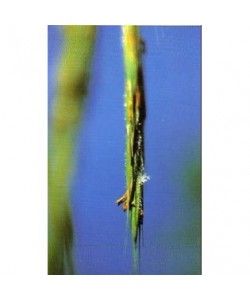 WILD OAT -  ESENCIA FLORAL BACH/KORTE 15 ml.