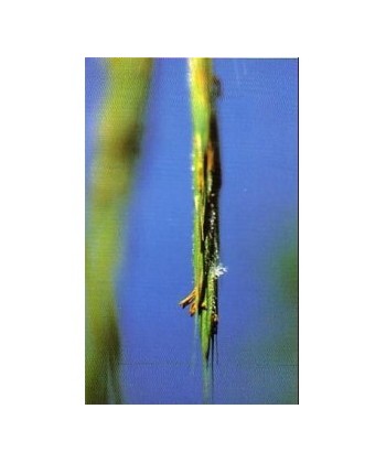 WILD OAT -  ESENCIA FLORAL BACH/KORTE 15 ml.