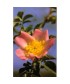 WILD ROSE -  ESENCIA FLORAL BACH/KORTE 15 ml.