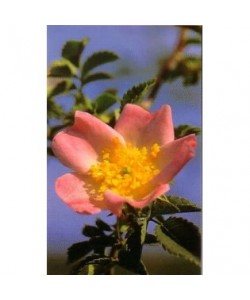 WILD ROSE -  ESENCIA FLORAL BACH/KORTE 15 ml.