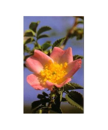 WILD ROSE -  ESENCIA FLORAL BACH/KORTE 15 ml.