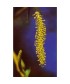 WILLOW -  ESENCIA FLORAL BACH/KORTE 15 ml.