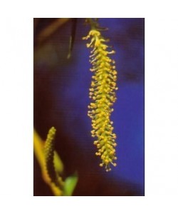 WILLOW -  ESENCIA FLORAL BACH/KORTE 15 ml.
