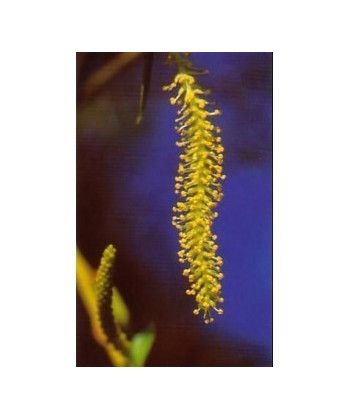WILLOW -  ESENCIA FLORAL BACH/KORTE 15 ml.